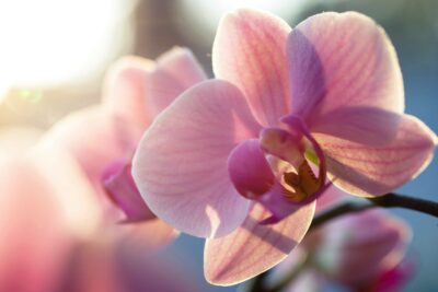 Orchideen bringen Eleganz und Farbe in die Küche. Ihre zarten Blüten sind ein Blickfang, der jedem Raum eine besondere Note verleiht. Mit etwas Pflege können sie lange blühen und immer wieder neue Knospen hervorbringen.