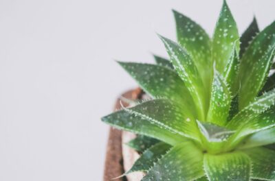 Aloe Vera ist eine pflegeleichte Pflanze, die sich ideal für die Küche eignet. Ihre saftigen Blätter speichern Wasser und können sogar für ihre heilenden Eigenschaften genutzt werden.