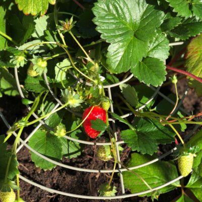 Äußerst hilfreich ist das zweiteilige Erdbeer-Gitter „Strawberry Grow Through“ von Agriframes. Es wurde entwickelt, um Erdbeeren vorsichtig vom Boden zu heben und sie vor Fäulnis und Schnecken zu schützen. 
