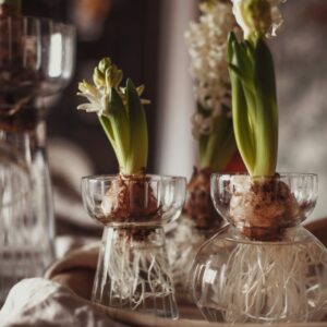 Frische Blumen stehen für Lebendigkeit. In Weiß schmeicheln sie dem Winter und einer hellen Einrichtung. Hyazinthen wachsen perfekt in speziellen Hyazinthen-Vasen, zum Beispiel von Strömshaga.